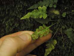 Asplenium pinnatifidum Nutt. resmi