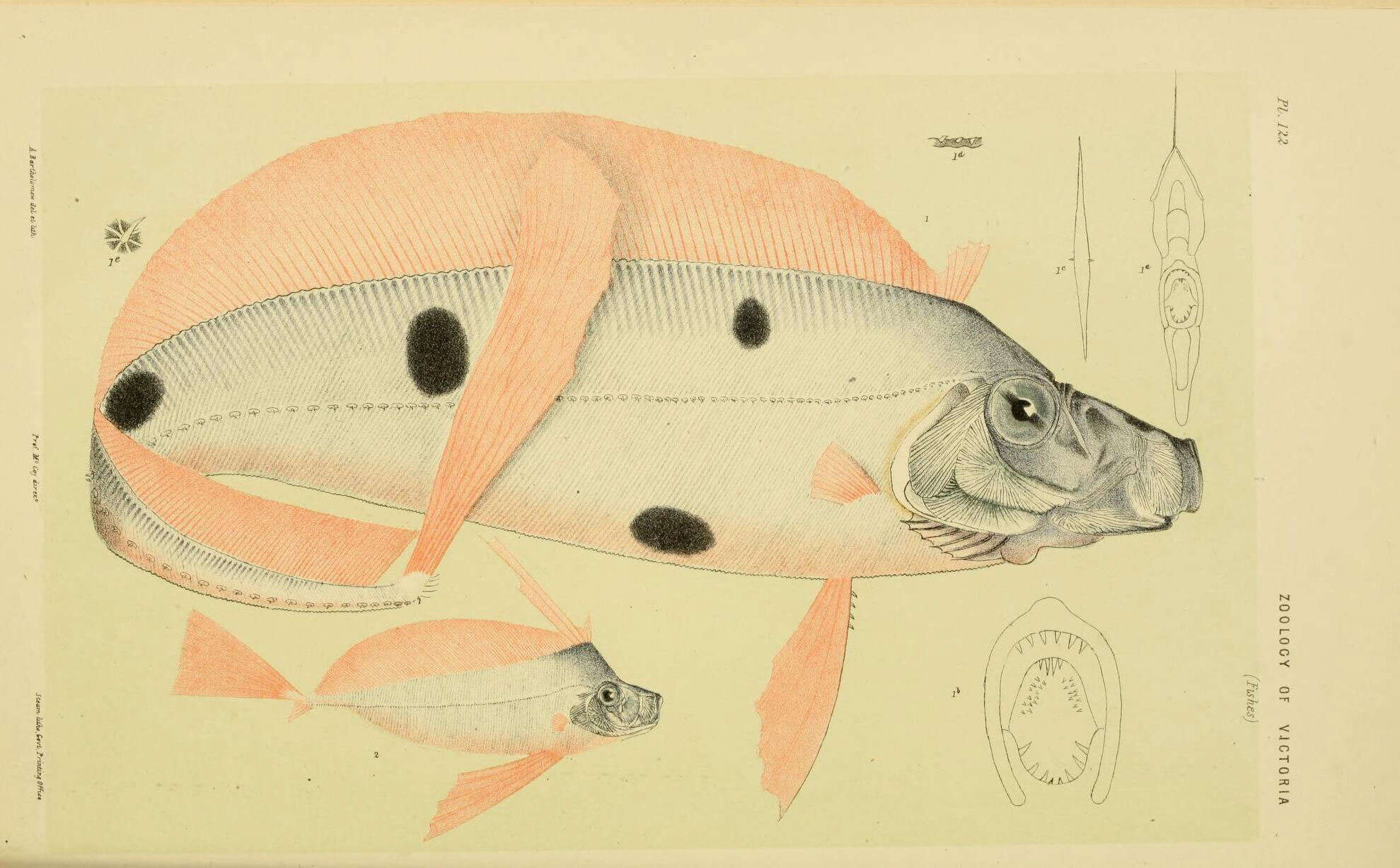 Image of Dealfish