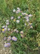 Image of aspen fleabane