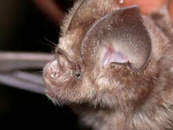 Image of Cape Leaf-nosed bat