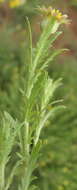 Image of Osteospermum muricatum subsp. muricatum