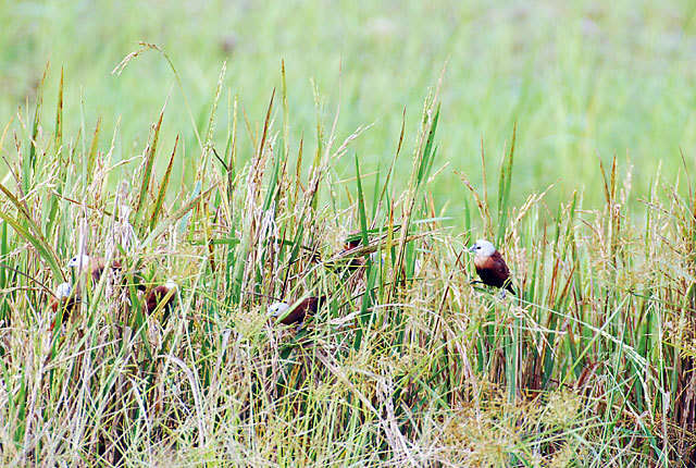 Image of White-headed Munia