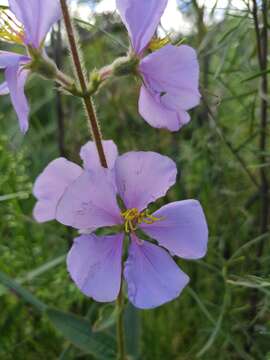 صورة Pleroma gracile (Bonpl.) A. Gray