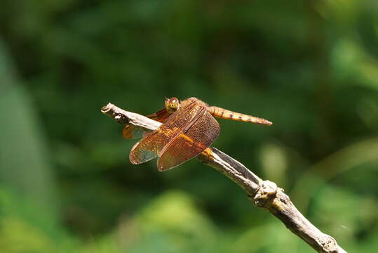 Image of Black Stream Glider