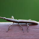 صورة Eubactrus semiaeneus Lacordaire 1866