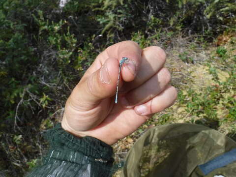 Image of Subarctic Bluet