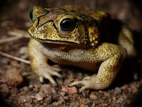 Image of asian black spotted toad