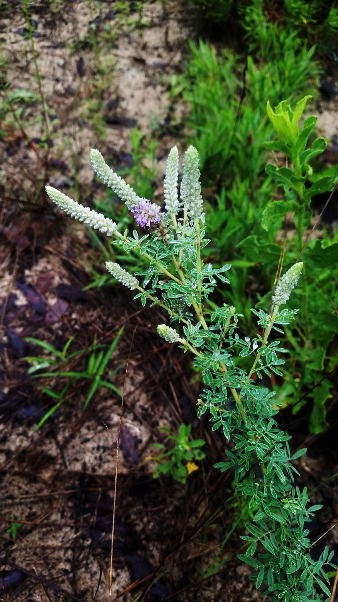 Plancia ëd Dalea villosa var. grisea (Torr. & A. Gray) Barneby