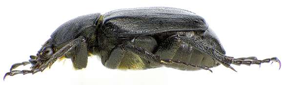 Image de Gnorimus variabilis (Linnaeus 1758)