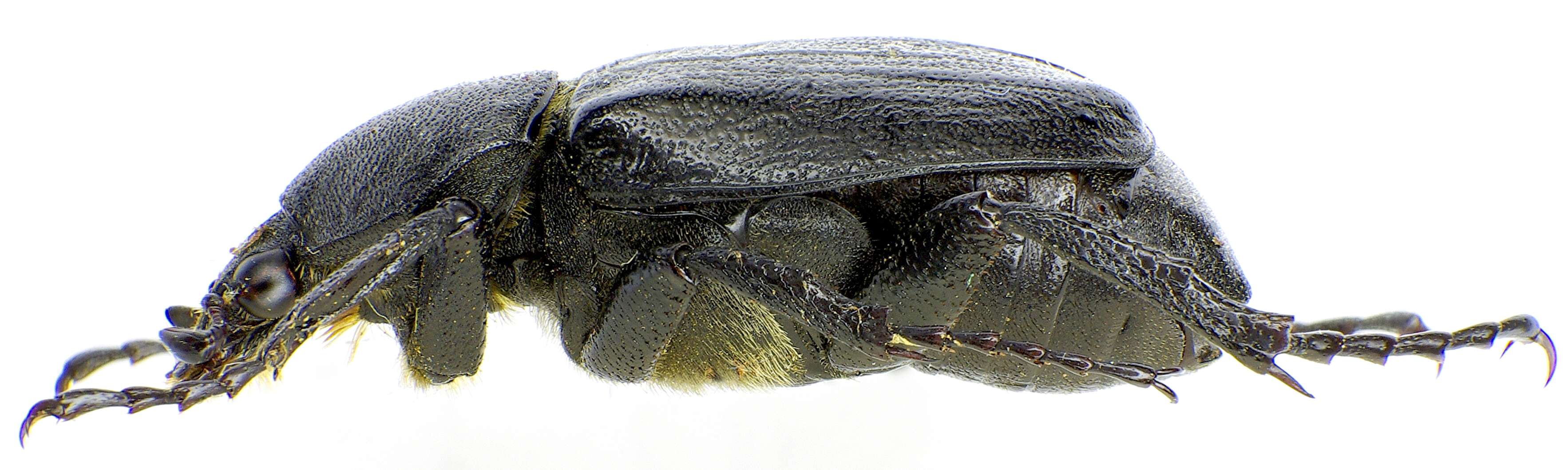 Image of Gnorimus variabilis (Linnaeus 1758)