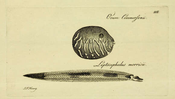 Image of Conger Eel