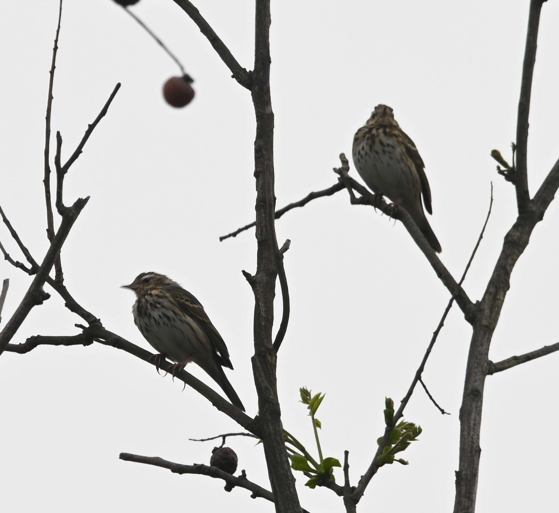 Plancia ëd Anthus hodgsoni yunnanensis Uchida, Kuroda & Nagamichi 1916