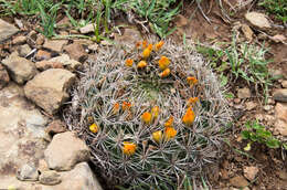 Image of Rebutia neocumingii subsp. lanata (F. Ritter) D. R. Hunt