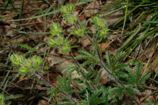 Image of Potentilla hirta L.