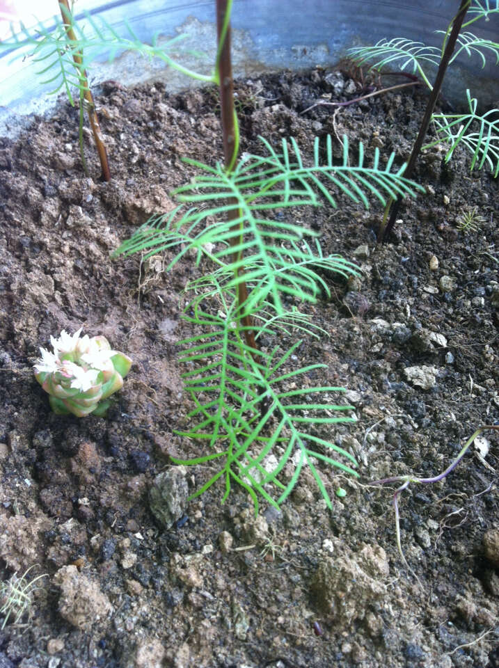 Image of Cypress Vine