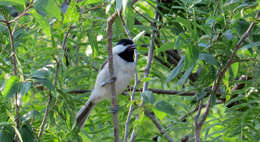 Image of Carolina Chickadee