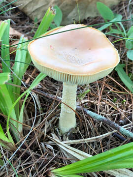 Image de Amanita wellsii (Murrill) Murrill 1920