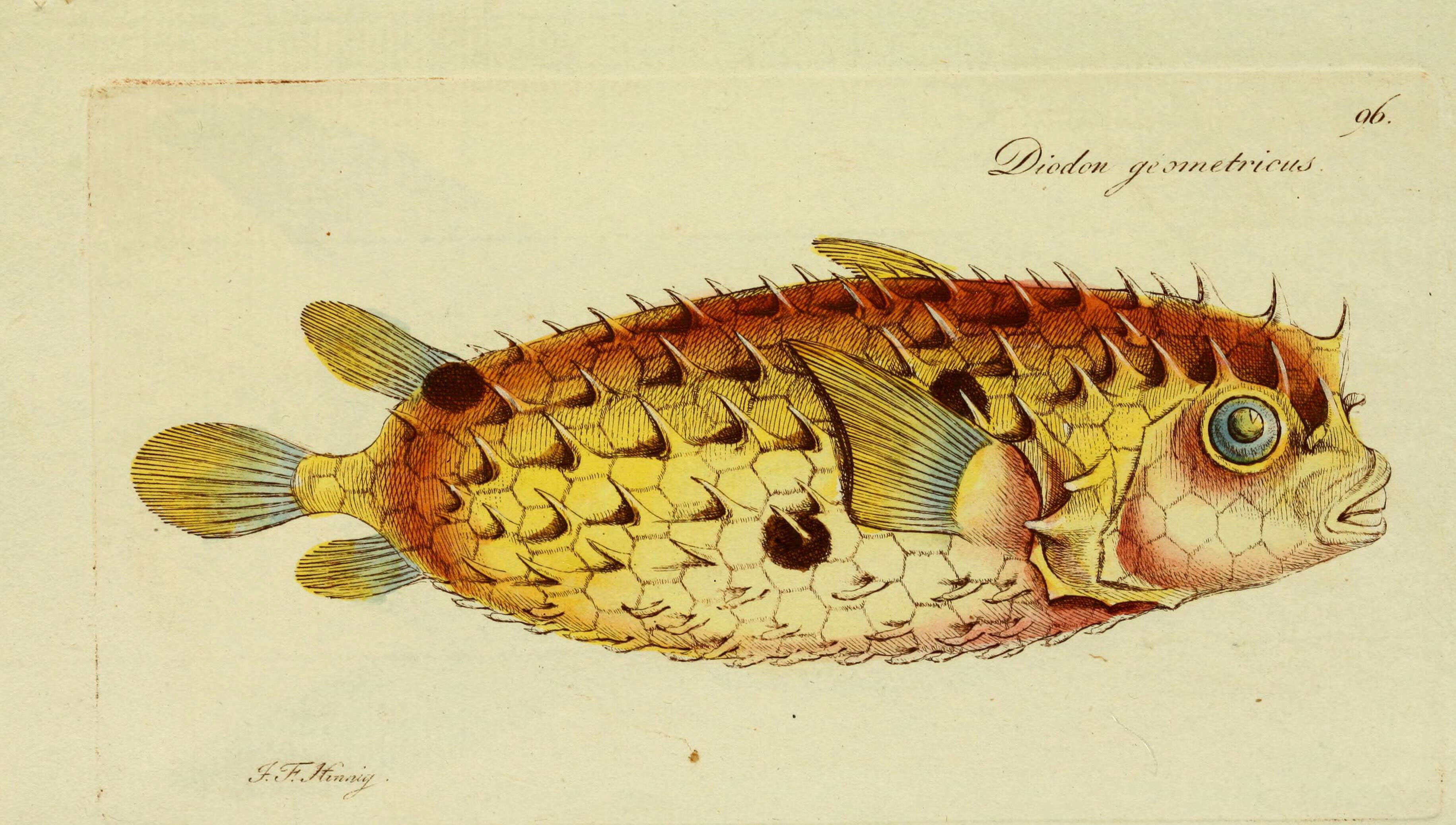 Sivun Chilomycterus antillarum Jordan & Rutter 1897 kuva