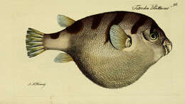 Image of Banded Puffer