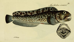Image of spotted wolffish