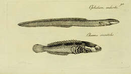 Image of Ceylon snakehead