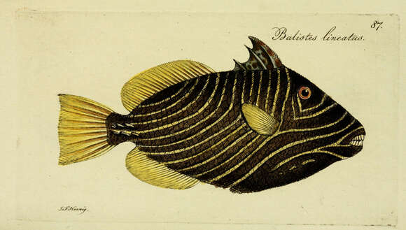 Image of Balistapus