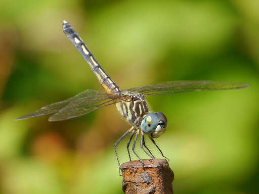 Image of Blue Dasher