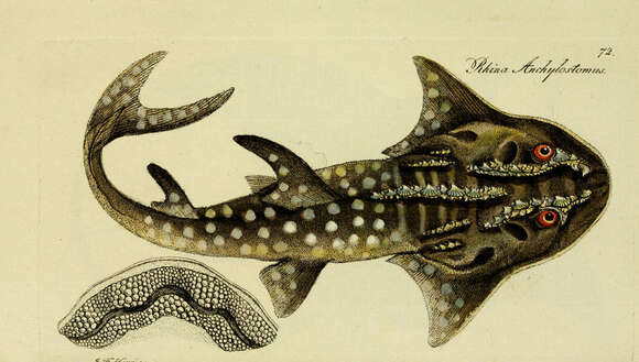 Image of bowmouth guitarfish