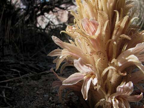 Image of Parish's broomrape