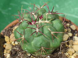 Image of Thelocactus hexaedrophorus (Lem.) Britton & Rose