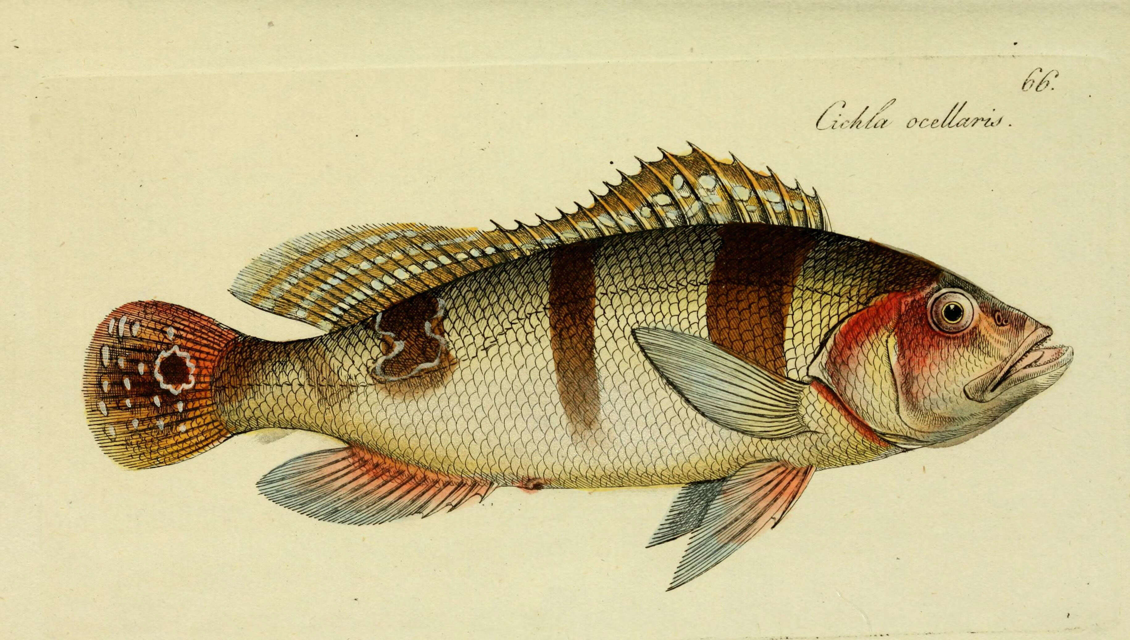 صورة Cichla ocellaris Bloch & Schneider 1801