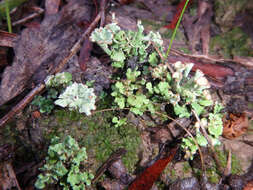 Image of cup lichen