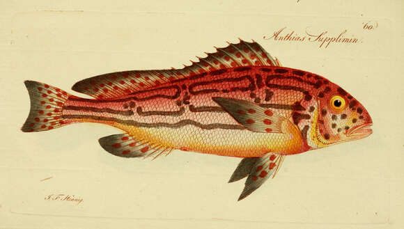 Image of Anthias