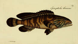 Image of Kelp Grouper