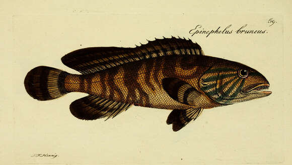 Image of Kelp Grouper