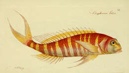 Imagem de Nemipterus japonicus (Bloch 1791)