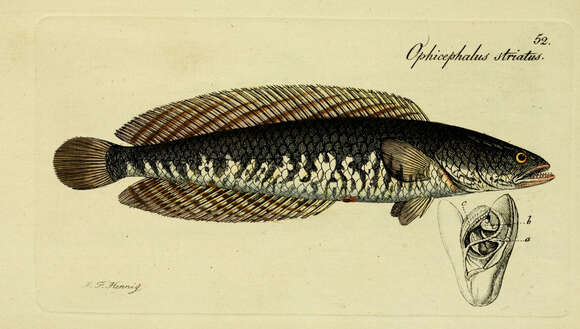 Image of Asian Snakehead