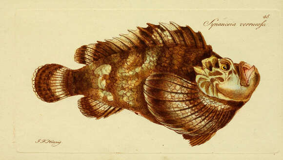 Image of Reef stonefish