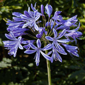 Imagem de Agapanthus praecox Willd.