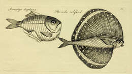Image de Pteraclis velifera (Pallas 1770)
