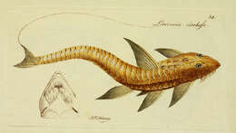 Image of Loricaria cataphracta Linnaeus 1758