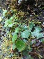 Image of Hydrocotyle setulosa Hayata