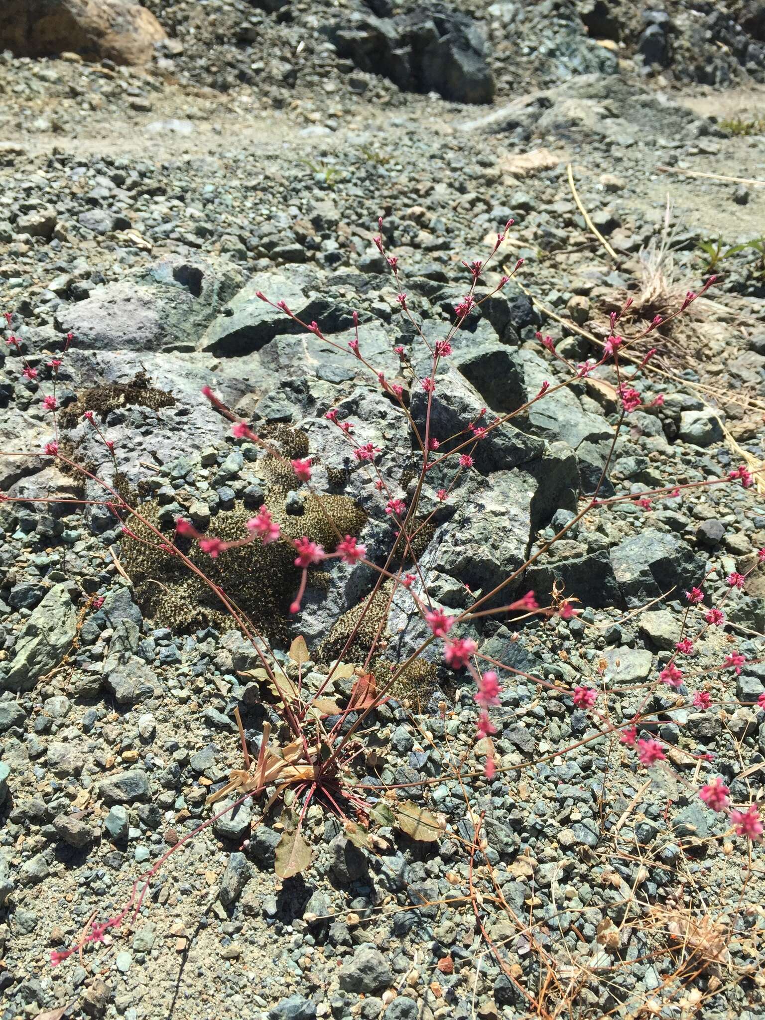 Image of goldencarpet buckwheat