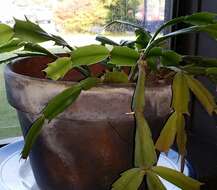 Image of false Christmas cactus