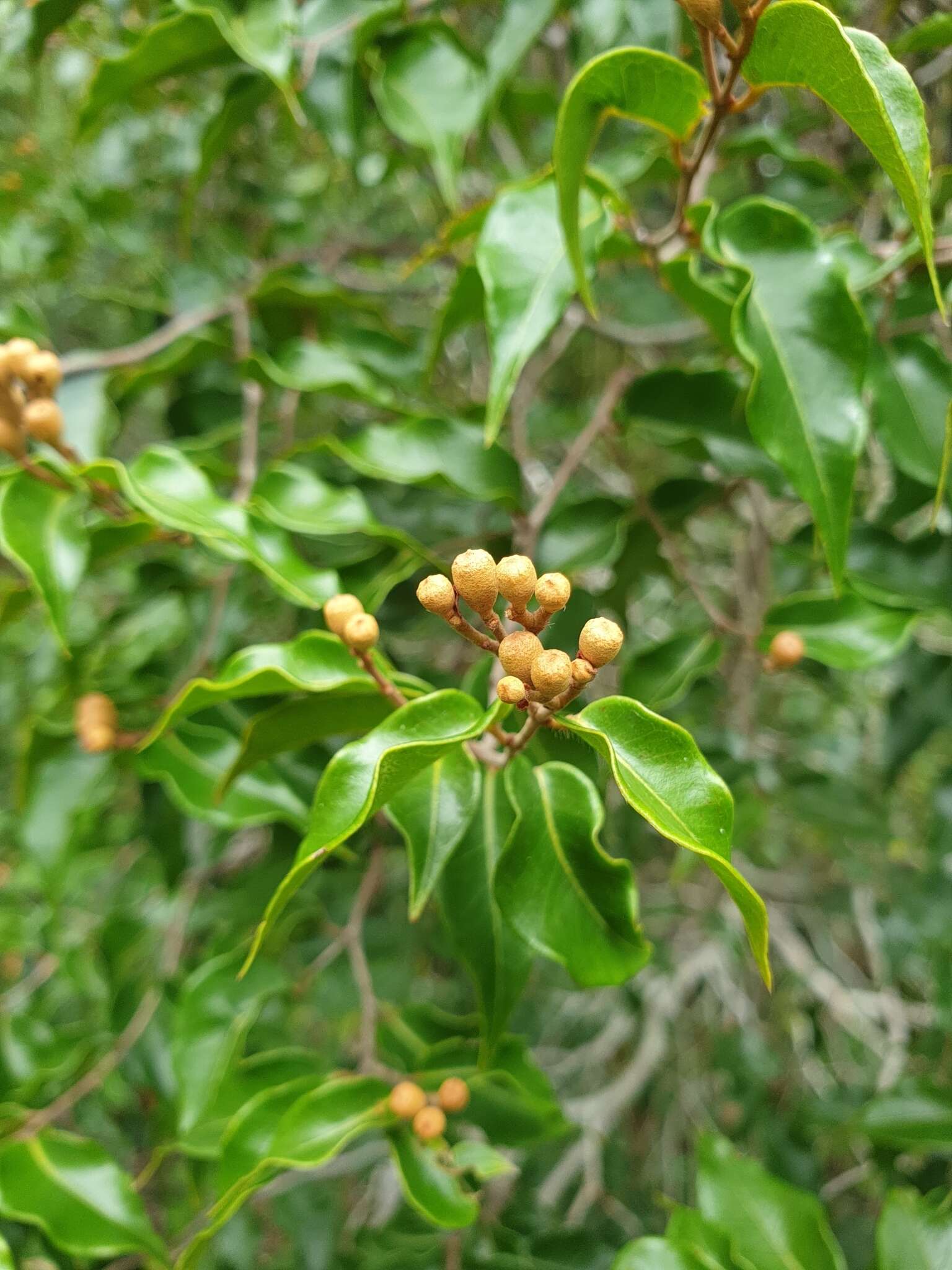 Слика од Leptolaena cuspidata Baker