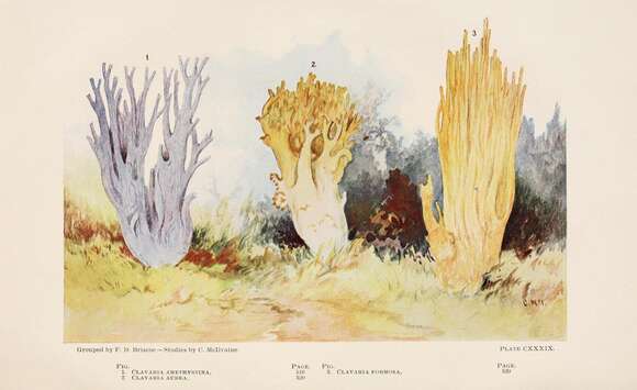 Image de Ramaria formosa (Pers.) Quél. 1888