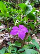 Image of Vinca major subsp. hirsuta (Boiss.) Stearn