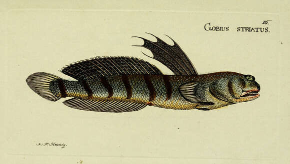 Plancia ëd Glossogobius giuris (Hamilton 1822)