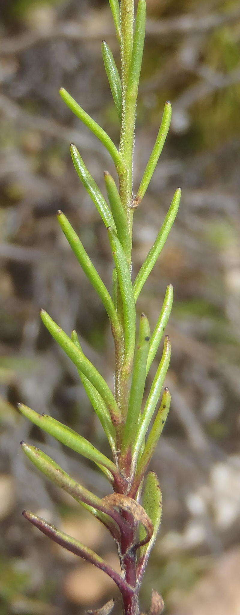 Sivun Phyllopodium elegans (Choisy) O. M. Hilliard kuva