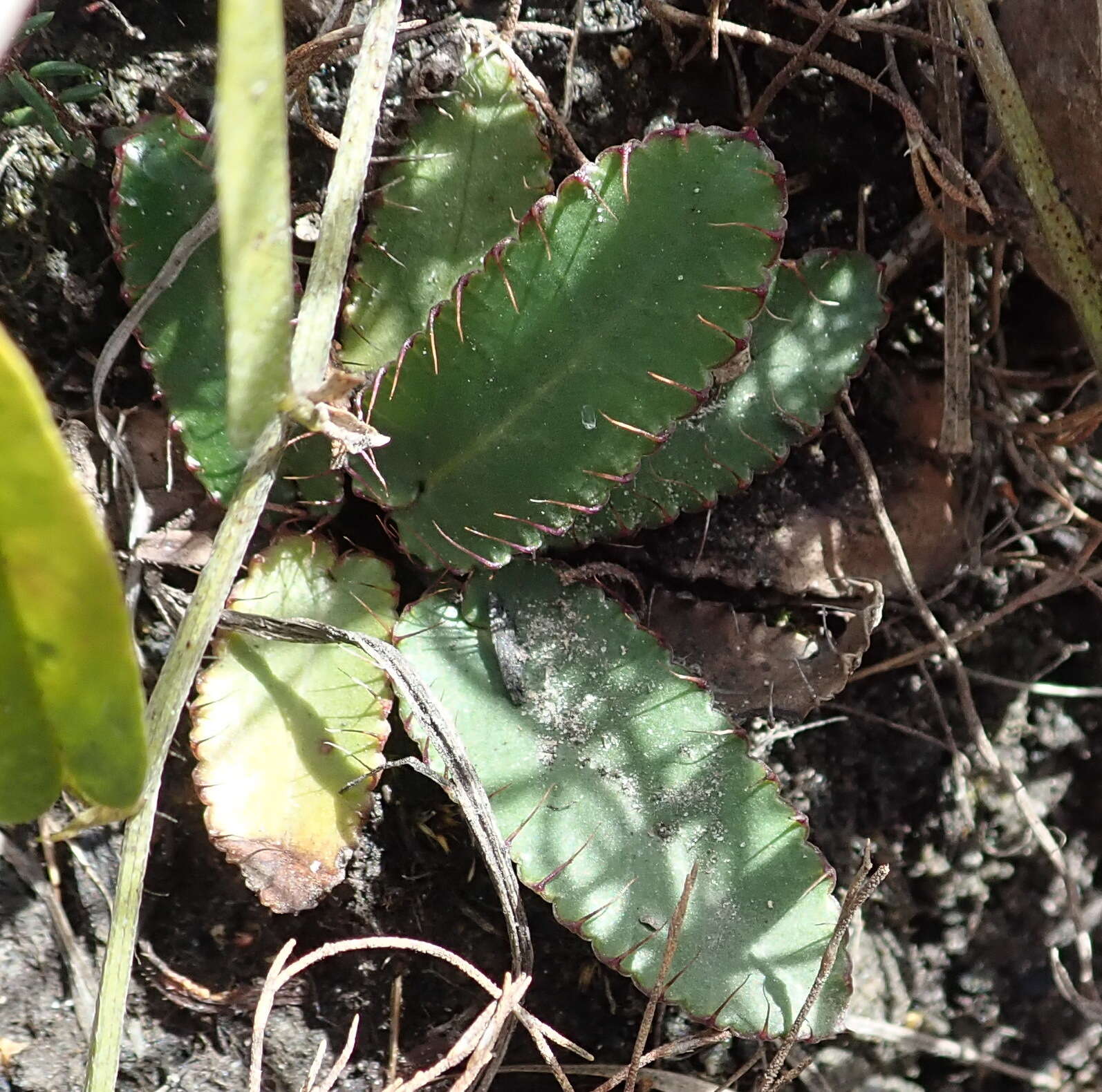 Image of Alepidea capensis (Berg.) R. A. Dyer